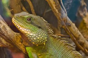 Lizard Reptile Scale Close