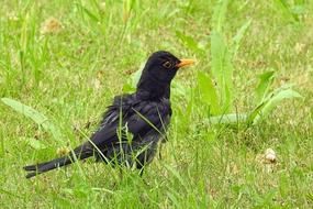 Bird Blackbird Young