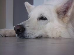 Swiss White Shepherd Dog