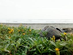 Beach Soil Sand