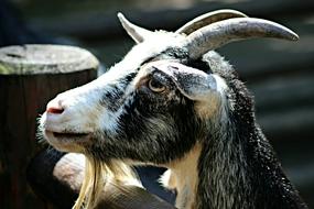 black domestic goat