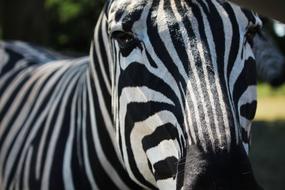 Zebra Animal Stripes
