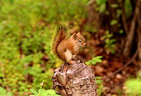 Squirrel Animal World