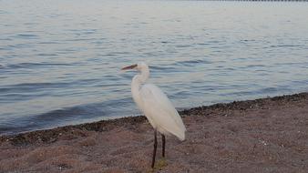 Bird Sea Holidays