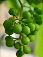 unripe bunch of grapes