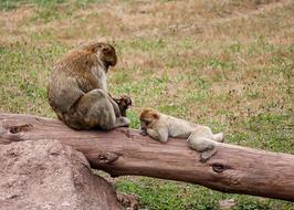 Monkey Primate Young Animal