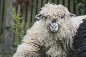 Sheep The Head Of White