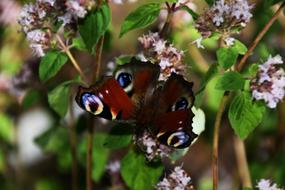 Peacock Butterfly Insect