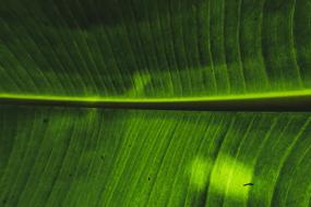 Banana Green Leaf texture