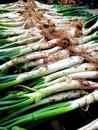 CalÃ§ots Barbecue Onions