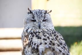 sleeping white owl