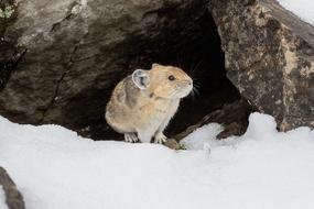 Pika Rodent Mammal