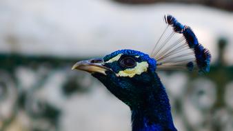 Peacock Bird Fowl