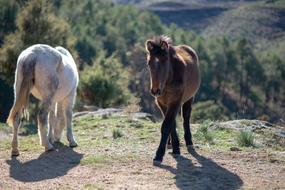 Horse Animal White