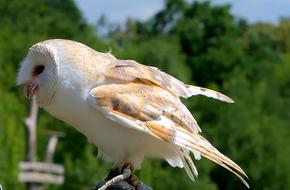 Owl White Animal