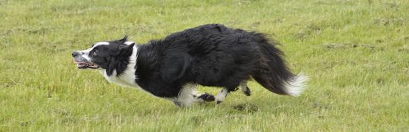 running happy dog