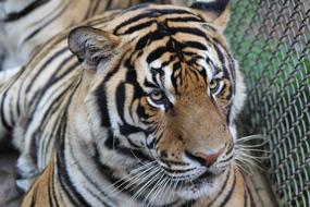 Tiger Juvenile Animal
