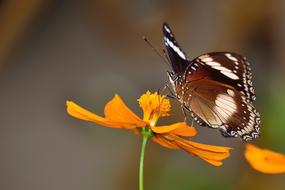 Butterfly Macro Photography