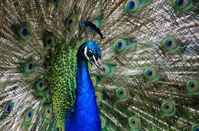 wild Peacock Plumage