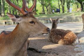 Deer Nara Park Wild