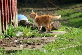 farm cat