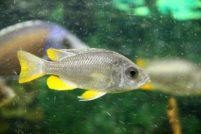 Fish Cichlid Grey