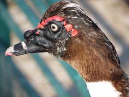 Goose Bird Park