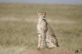 Cheetah Sit Safari