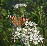 orange butterfly on a beautiful flower