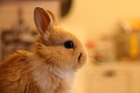 Rabbit Animal Cute