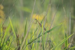Mantis Insect on Green grass