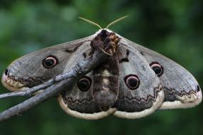 night butterfly with patterns