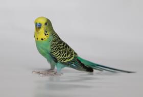 Bird Canary Feathers