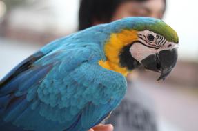 Bird Parrot Colorful