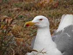 Seagull Larus Michaellis Portugal