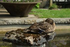 Duck Bird Animal Water
