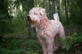 Dog Pet Animal