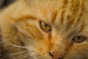Cat Pet Animals