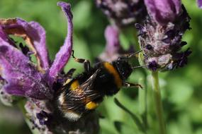 Bee Animals