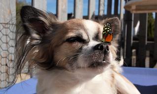 Dog Chihuahua Cute