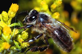 Bee Insect Macro