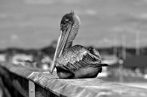 Pelican Wildlife Bird