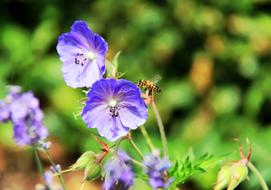 Purple Bee Garden