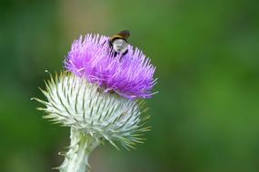 Thistle Insect Nature Close up