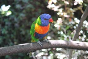 Canary Lori Parrot