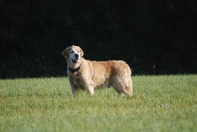 Golden Retriever Male Pet