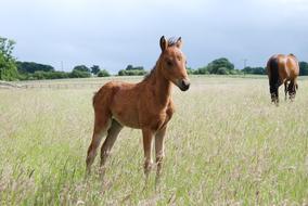 Pony Foal Field