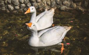 Animal Photography Duck