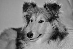 Dog Pet Canine