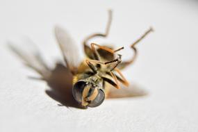 Wasp Insect